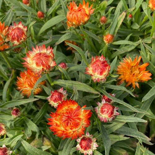 Bracteantha Dreamtime Jumbo Orange