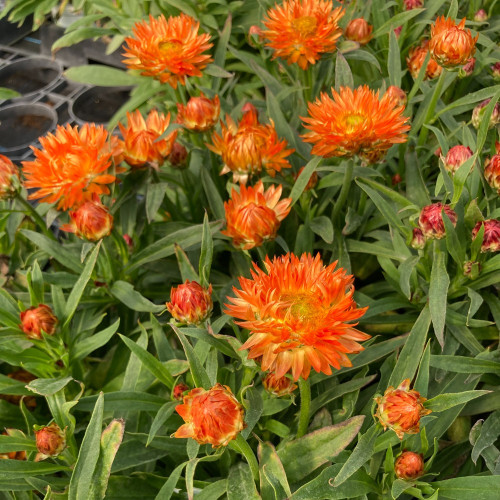 Bracteantha Dreamtime Jumbo Orange