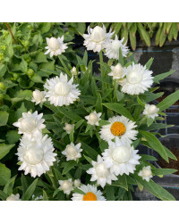Bracteantha Dreamtime Jumbo Blanche