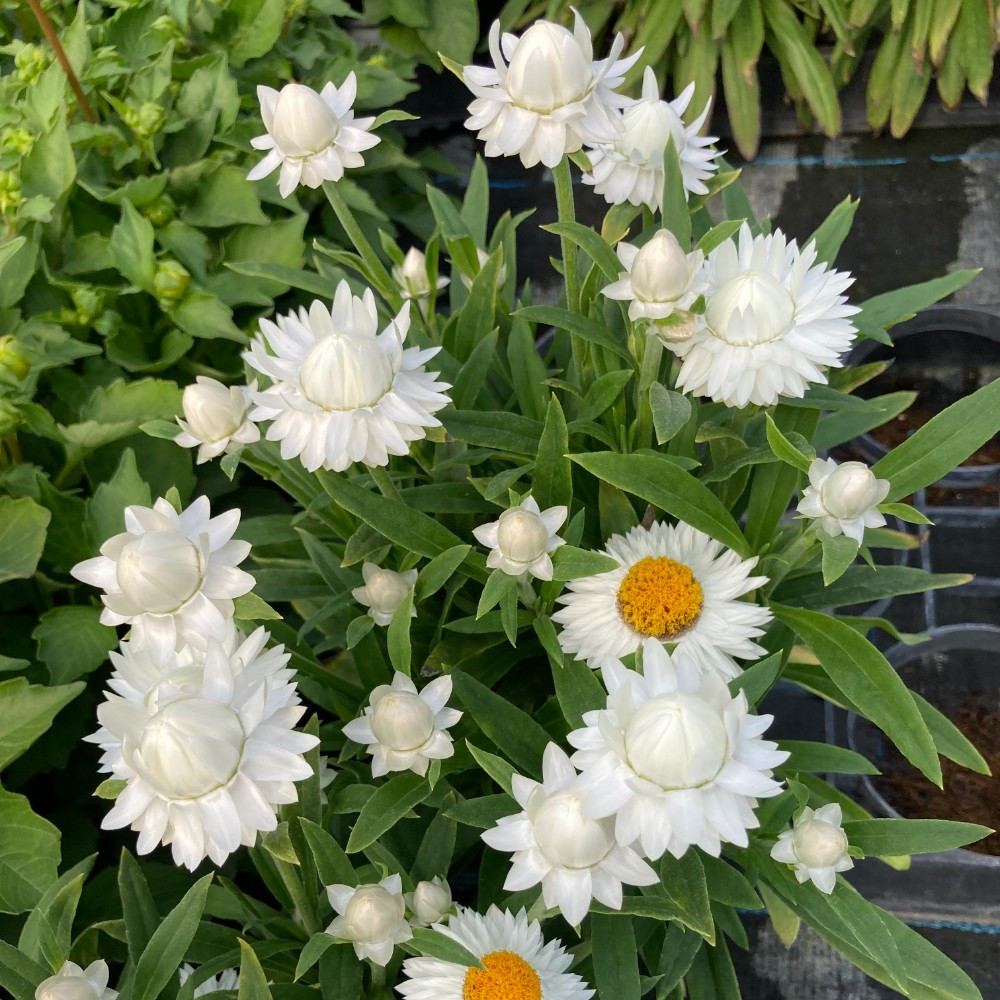 Bracteantha Dreamtime Jumbo Blanche