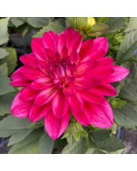 Dahlia Hypnotia Electric Pink