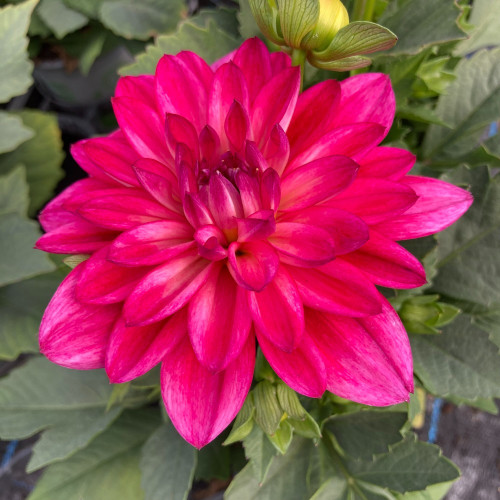 Dahlia Hypnotia Electric Pink