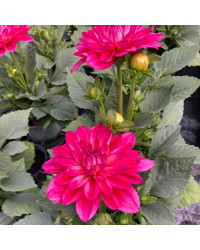Dahlia Hypnotia Electric Pink