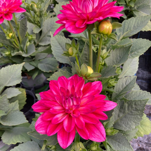 Dahlia Hypnotia Electric Pink