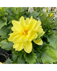 Dahlia Dahlietta Select Margareth