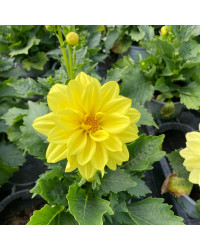 Dahlia Dahlietta Select Margareth