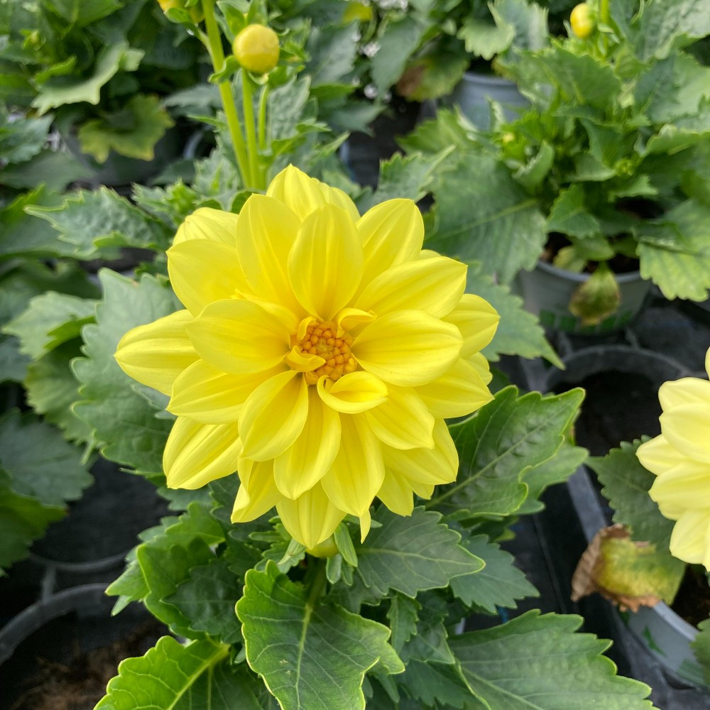 Dahlia Dahlietta Select Margareth