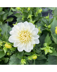 Dahlia Dahlietta Select Blanca