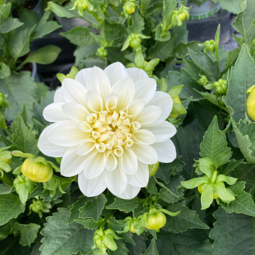 Dahlia Dahlietta Select Blanca