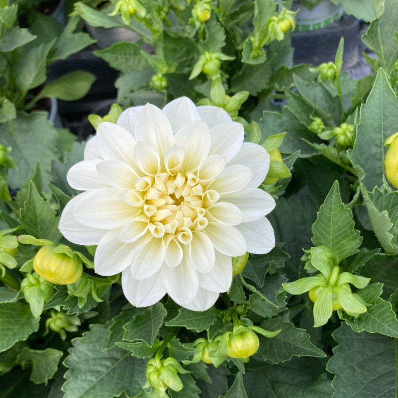 Acheter Dahlia Dahlietta Select Blanca