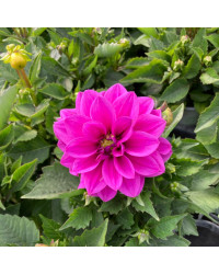 Dahlia Aperto Blush