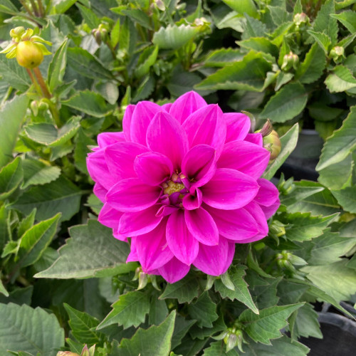 Dahlia Aperto Blush