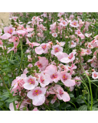 Diascia Flying Appleblossom