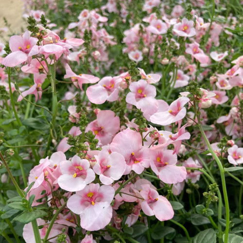 Diascia Flying Appleblossom