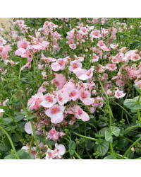 Diascia Flying Appleblossom