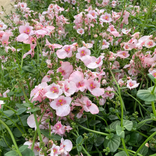 Diascia Flying Appleblossom