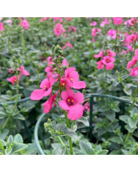 Diascia Genta Pink