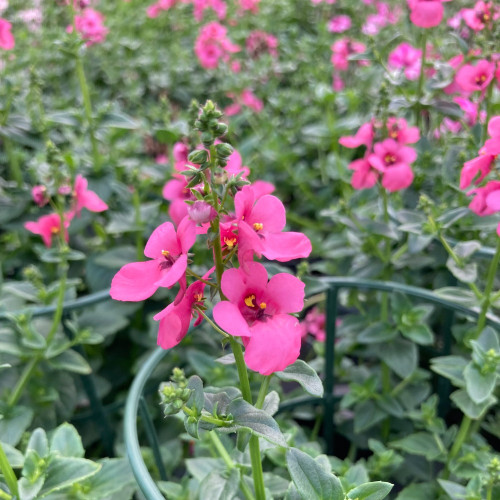 Diascia Genta Pink