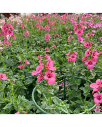 Diascia Genta Pink