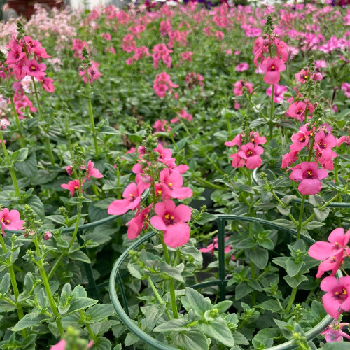 Diascia Genta Pink