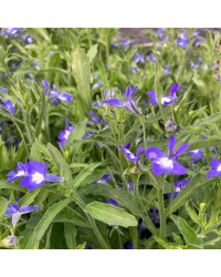 Lobelia Hot Bavaria