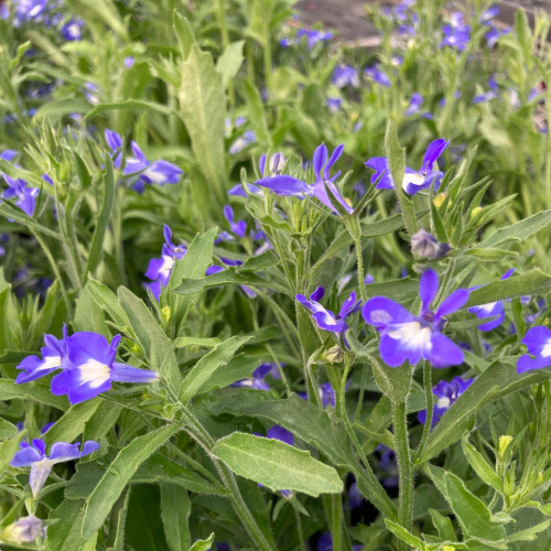 Lobelia Hot Bavaria