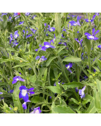 Lobelia Hot Bavaria