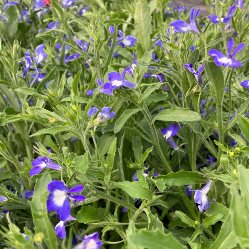 Lobelia Hot Bavaria