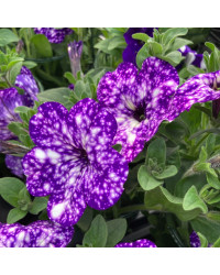Petunia Night Family Night Sky