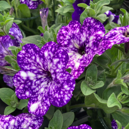 Petunia Night Family Night Sky