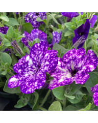 Petunia Night Family Night Sky