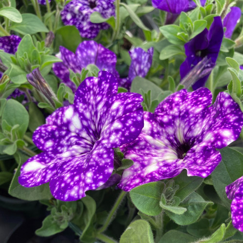 Petunia Night Family Night Sky