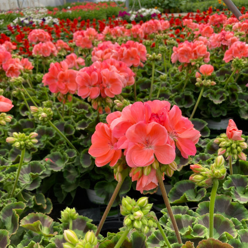 Geranium Zonal Gabella Rose