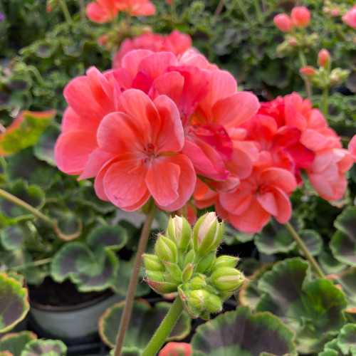 Geranium Zonal Gabella Rose