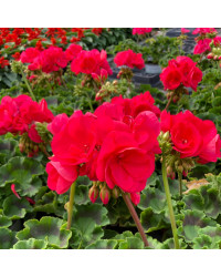 Geranium Zonal Big Ezee Neon