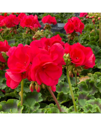 Geranium Zonal Big Ezee Neon