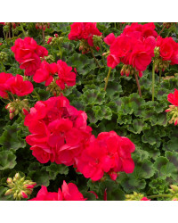 Geranium Zonal Big Ezee Neon