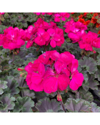 Geranium Zonal Calliope Candy