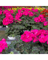 Geranium Zonal Calliope Candy