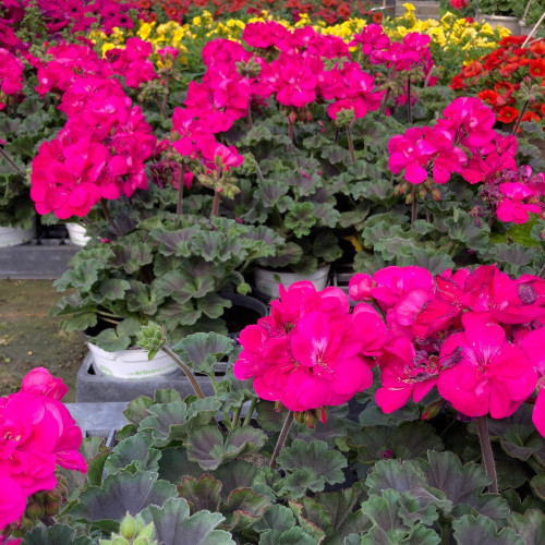 Geranium Zonal Calliope Candy