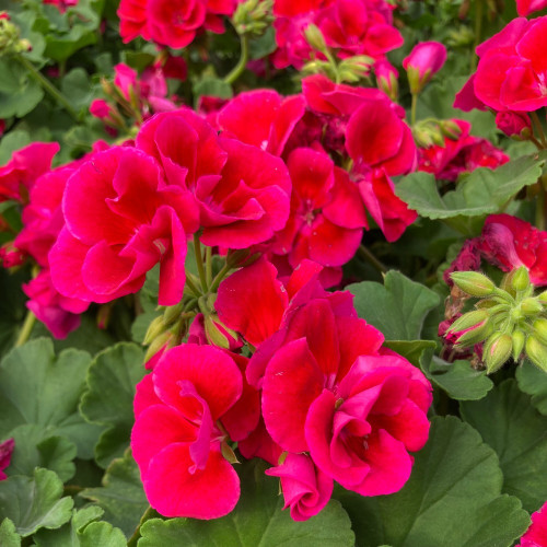 Geranium Zonal Calioppe Red Splash