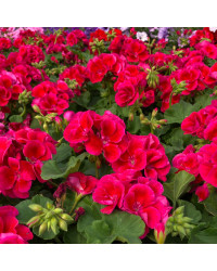 Geranium Zonal Calioppe Red Splash