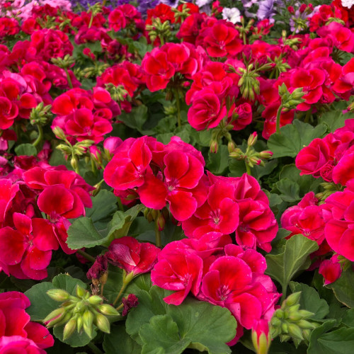 Geranium Zonal Calioppe Red Splash