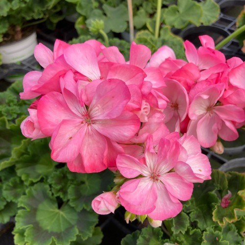 Geranium Zonal Classic Aquarello