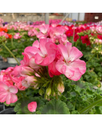 Geranium Zonal Classic Aquarello