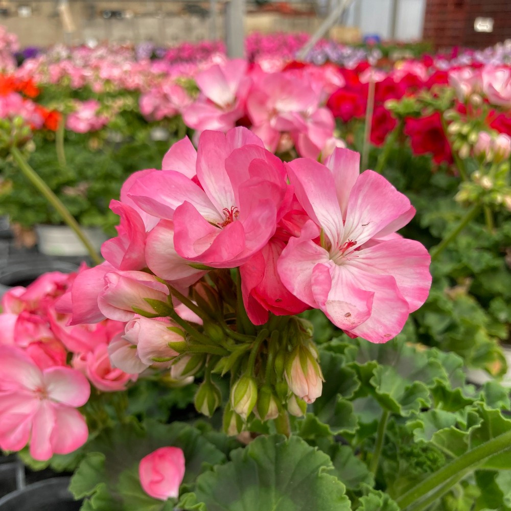 Geranium Zonal Classic Aquarello