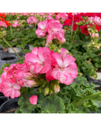 Geranium Zonal Classic Aquarello