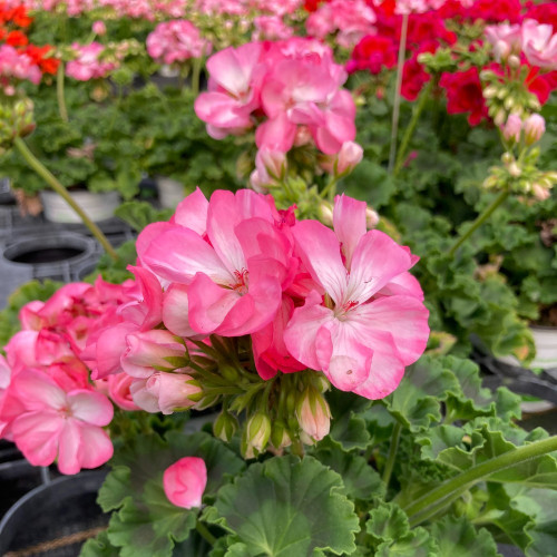 Geranium Zonal Classic Aquarello