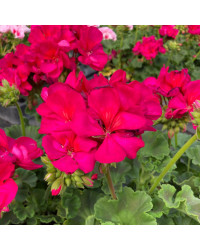 Geranium Zonal Calioppe Red Splash