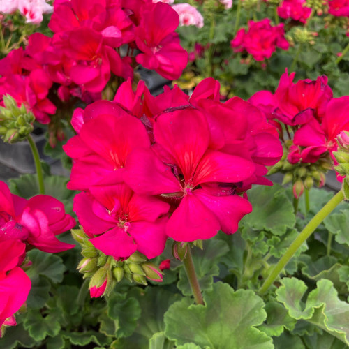 Geranium Zonal Calioppe Red Splash